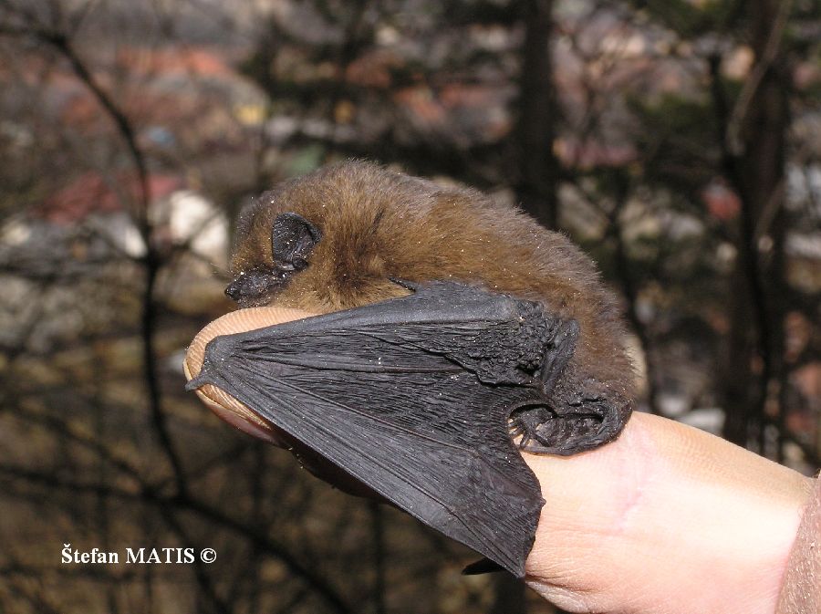 pipistrellus