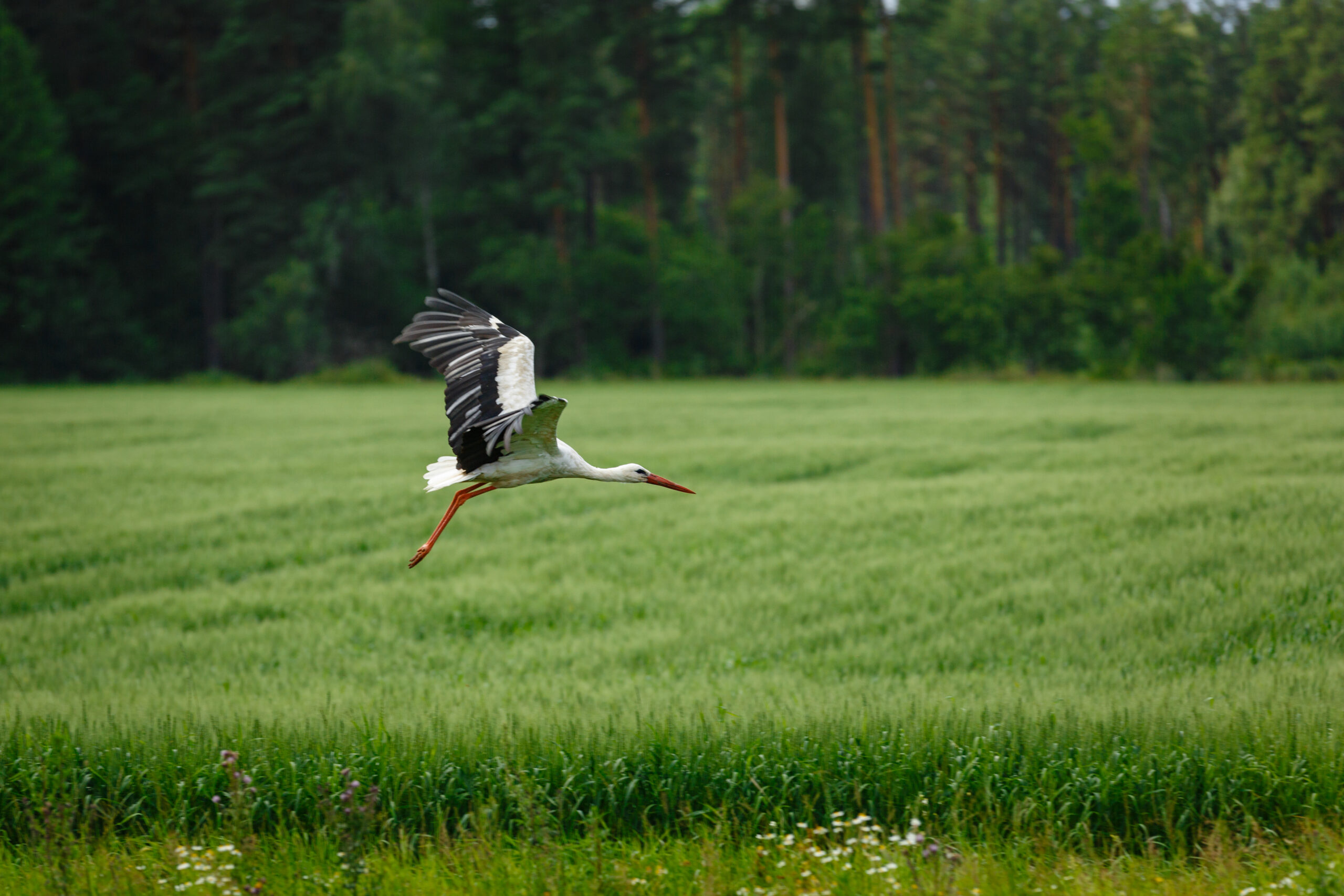 stork flying on grass field 2021 08 26 17 11 53 utc scaled